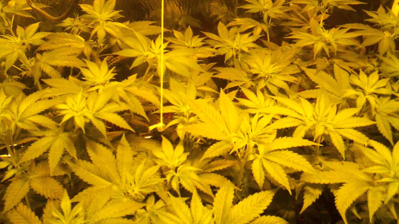 The Duder's - White L.S.D - 10 days flower