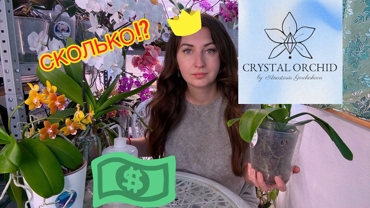 Самая ДОРОГАЯ ОРХИДЕЯ появилась в моей КОЛЛЕКЦИИ