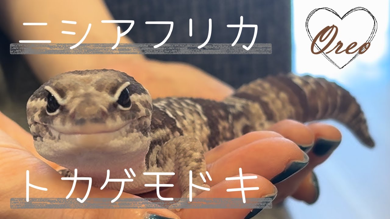 オレオ柄がかわいいニシアフをハンドリング【#ニシアフ】【Happy Gecko Life】