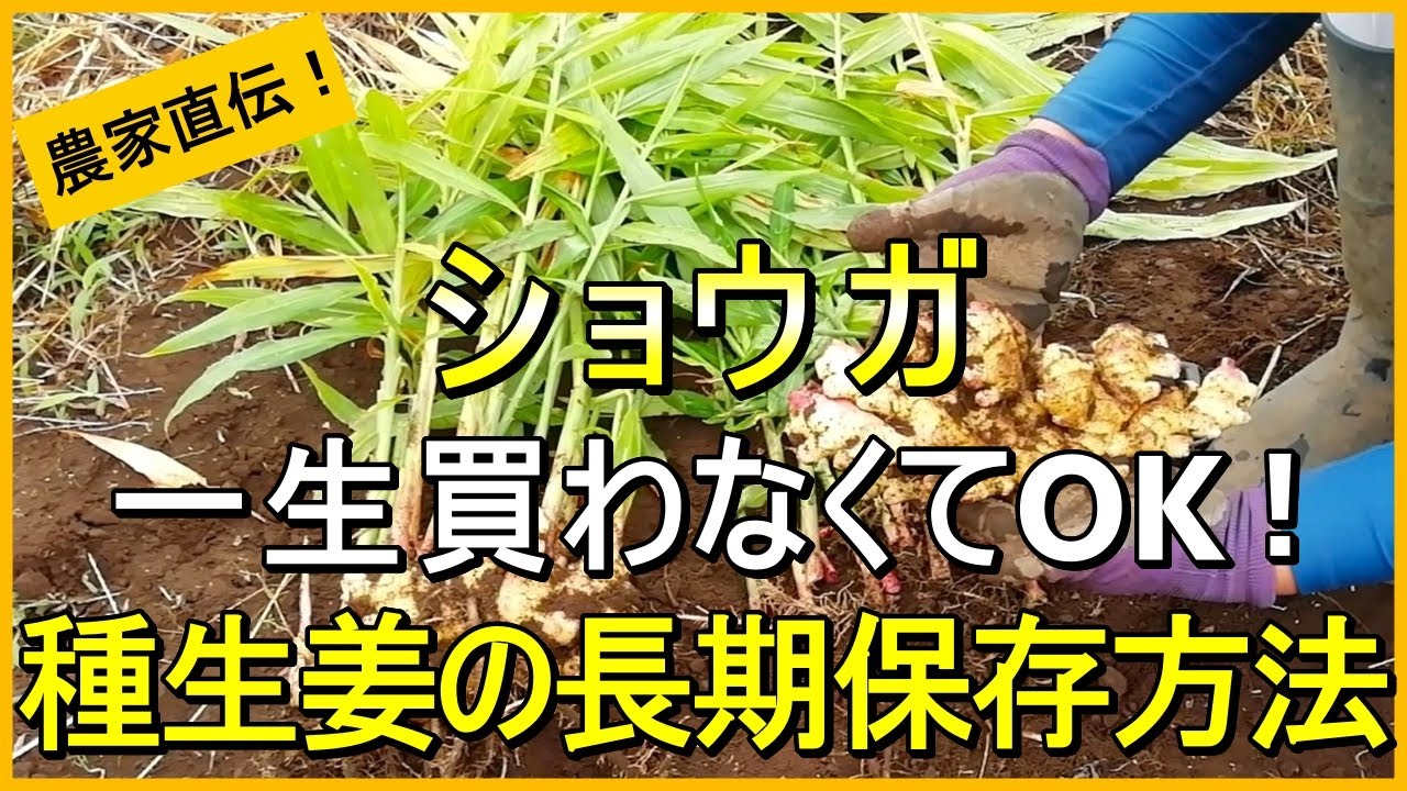 【生姜栽培】毎年買わずに済む！腐らせない種ショウガの長期保存方法【有機農家直伝！無農薬で育てる家庭菜園】　25/10/28