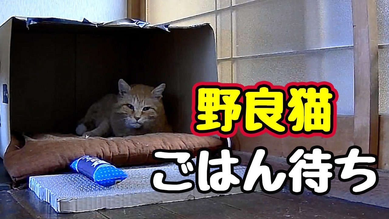 まぁ よう食べる…【野良猫】