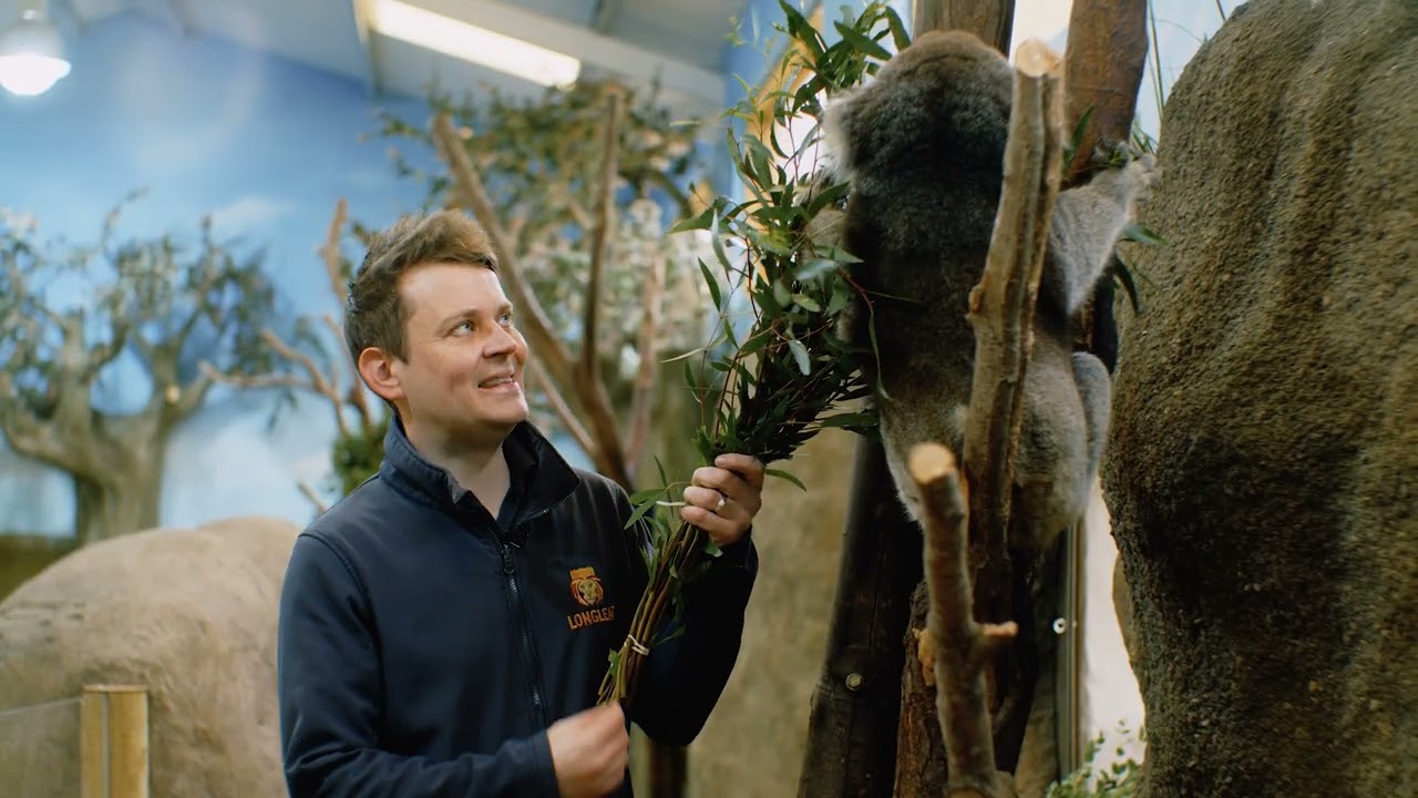 Catching Up with Burke the Koala