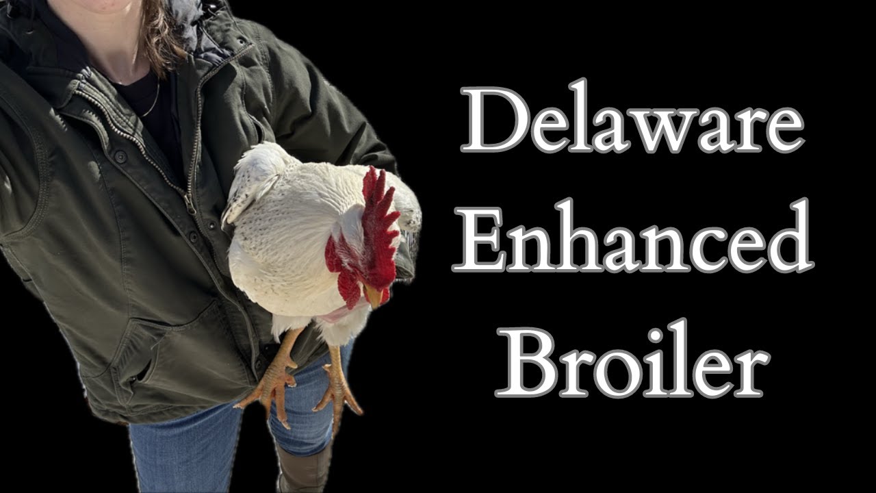 Delawares: My Complaint and final weigh in! #chickens #delaware #homestead