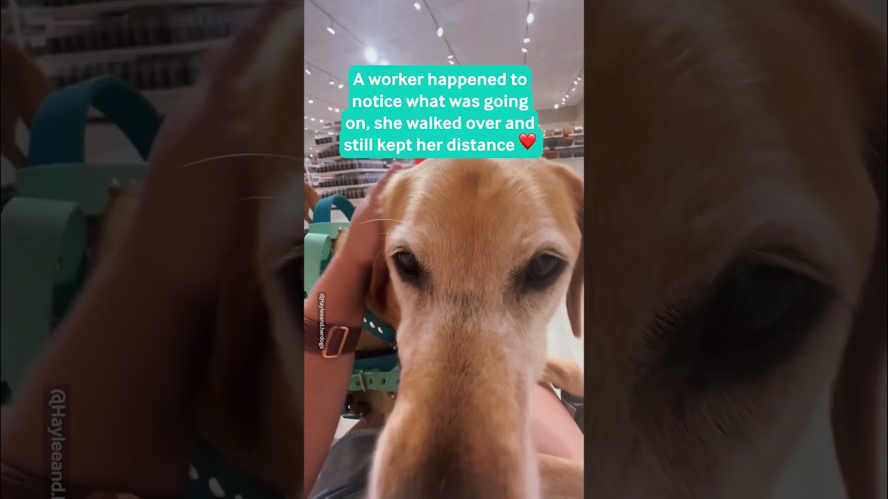 Service Dog Helps Owner Having A Medical Episode ❤️🐾
