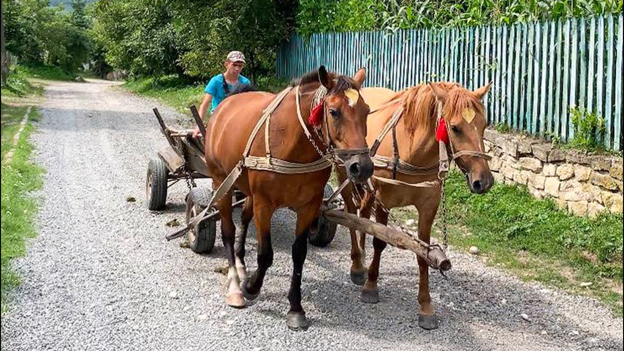 Family Life In a Mountain Village, Working With Horses In The Field