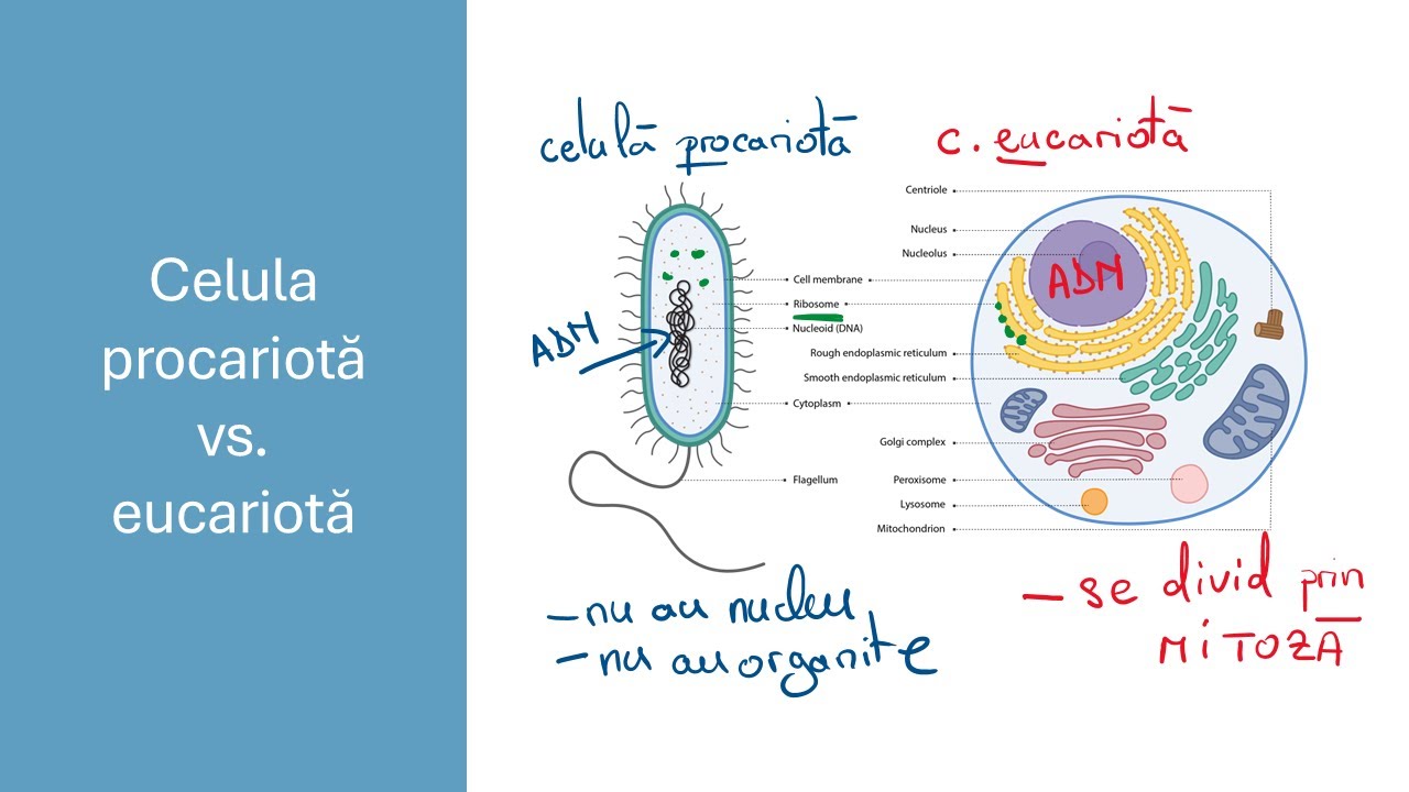 Celula procariotă vs celula eucariotă - Barron's - Admitere la Medicină