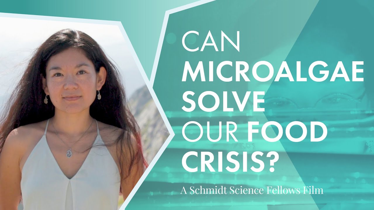 Can Microalgae Solve Our Food Crisis?