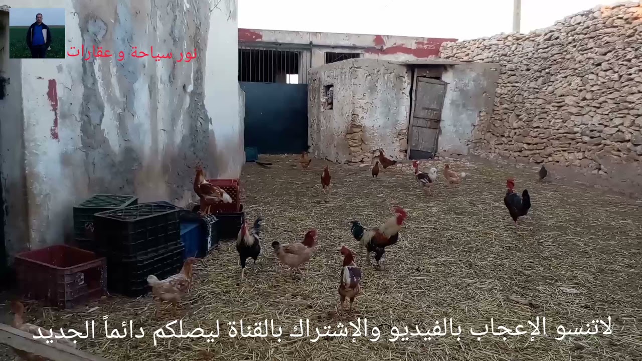 عزيب للبيع محفظة مساحته الإجمالية 52خدام فطريق لالة فاطنة جميع تفاصيل في الفيديو 0669161891