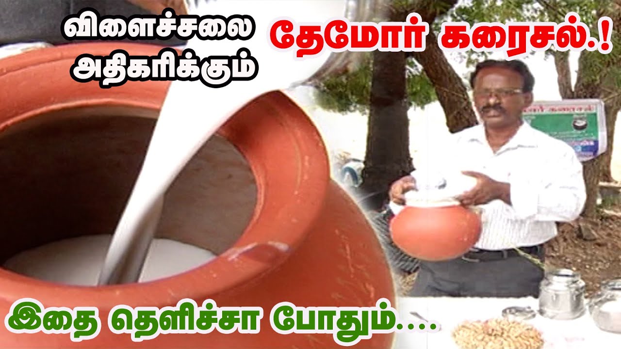 விளைச்சலை அதிகரிக்கும் தேமோர் கரைசல் செய்வது எப்படி.?  | Fermented Buttermilk Liquid