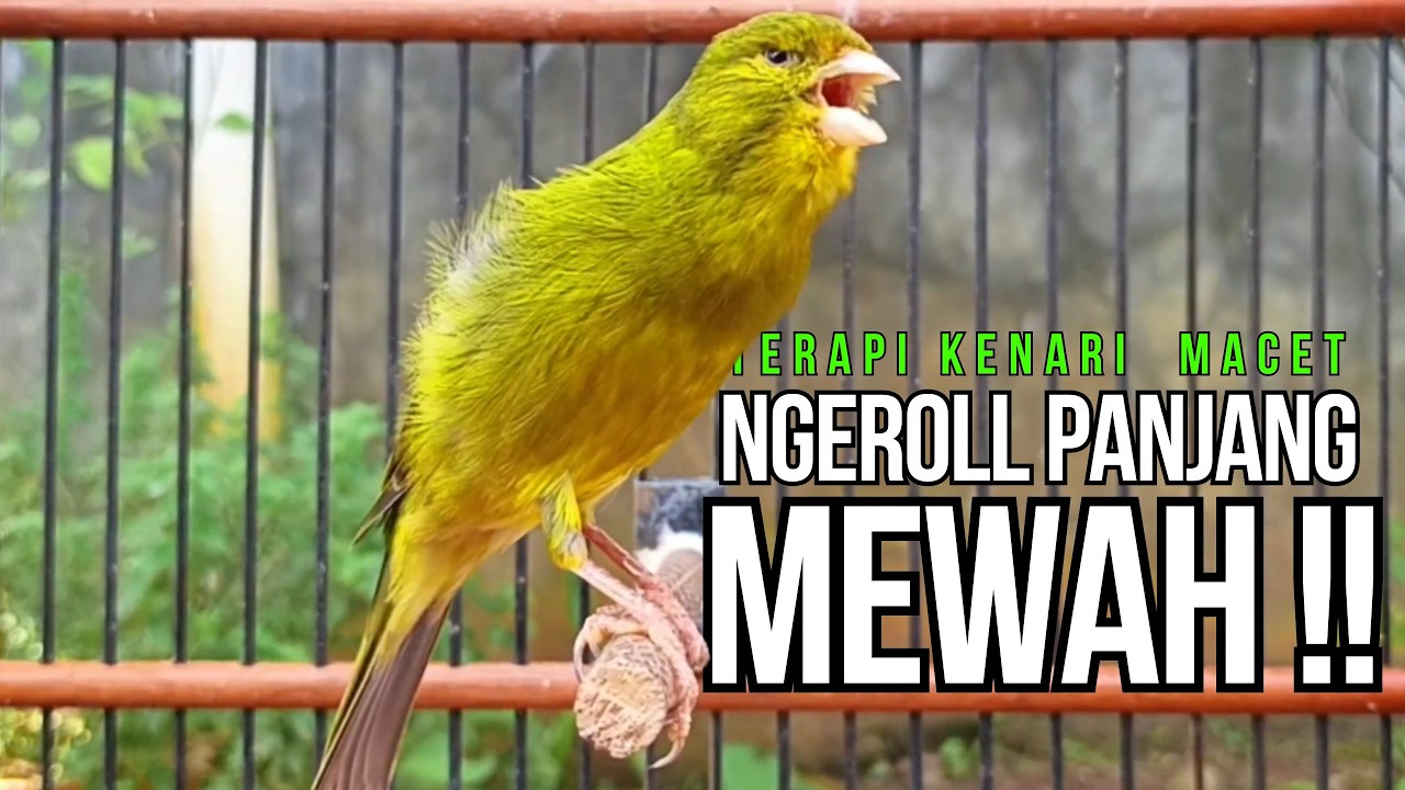 Kenari GACOR ngeroll PANJANG AMPUH untuk PANCINGAN & MASTERAN Kenari PAUD cepat BUNYI !!