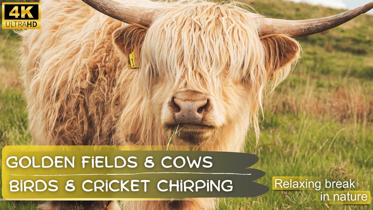 Cozy Cows on a Golden Field 🐄🌾 Peaceful Birds, Crickets & Gentle Relaxing Music