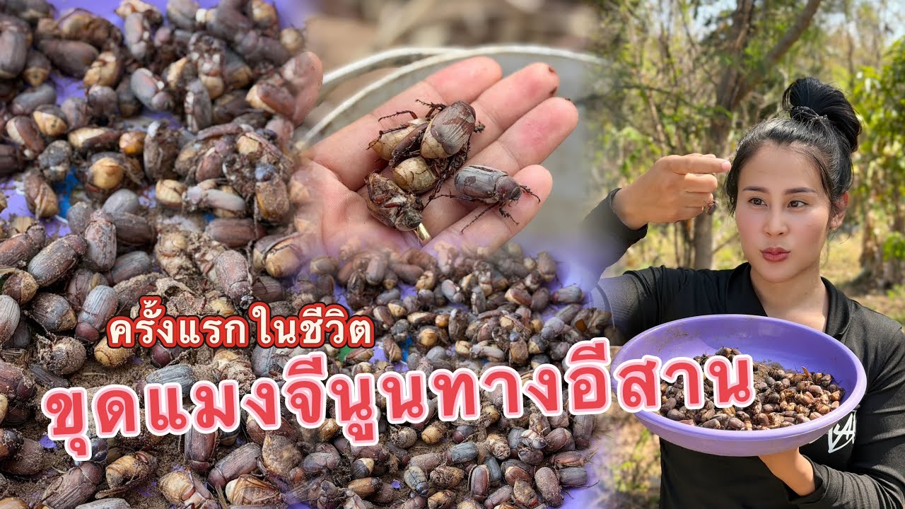 วิถีชีวิตคนดอย ep.956 พึ่งรู้ว่าแมงแบบนี้ก็ได้ด้วย ??