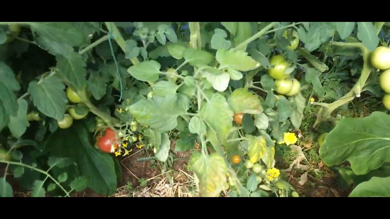 Potager belgo breton le 9 juillet 2025