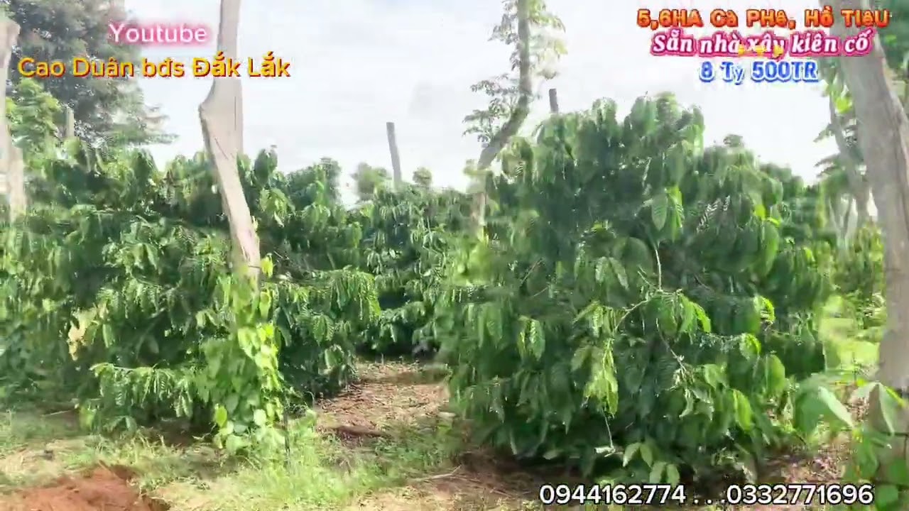 Vườn cà phê, hồ tiêu, sẵn nhà ở kiên cố, giữa khu dân cư, giá 8 tỷ 500tr, lh: 0944162774