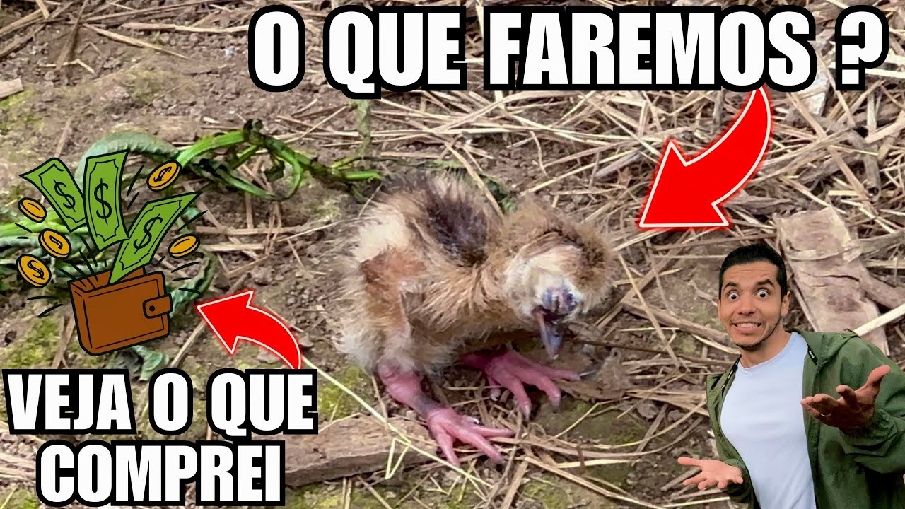 Uma decisão difícil de se tomar com o novo filhote de Grou | Compras | Aves Recriar 