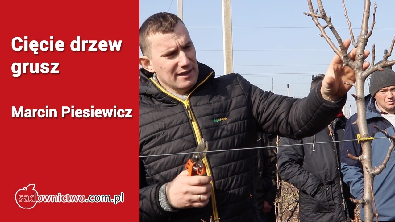 Cięcie młodych drzew grusz [Marcin Piesiewicz]