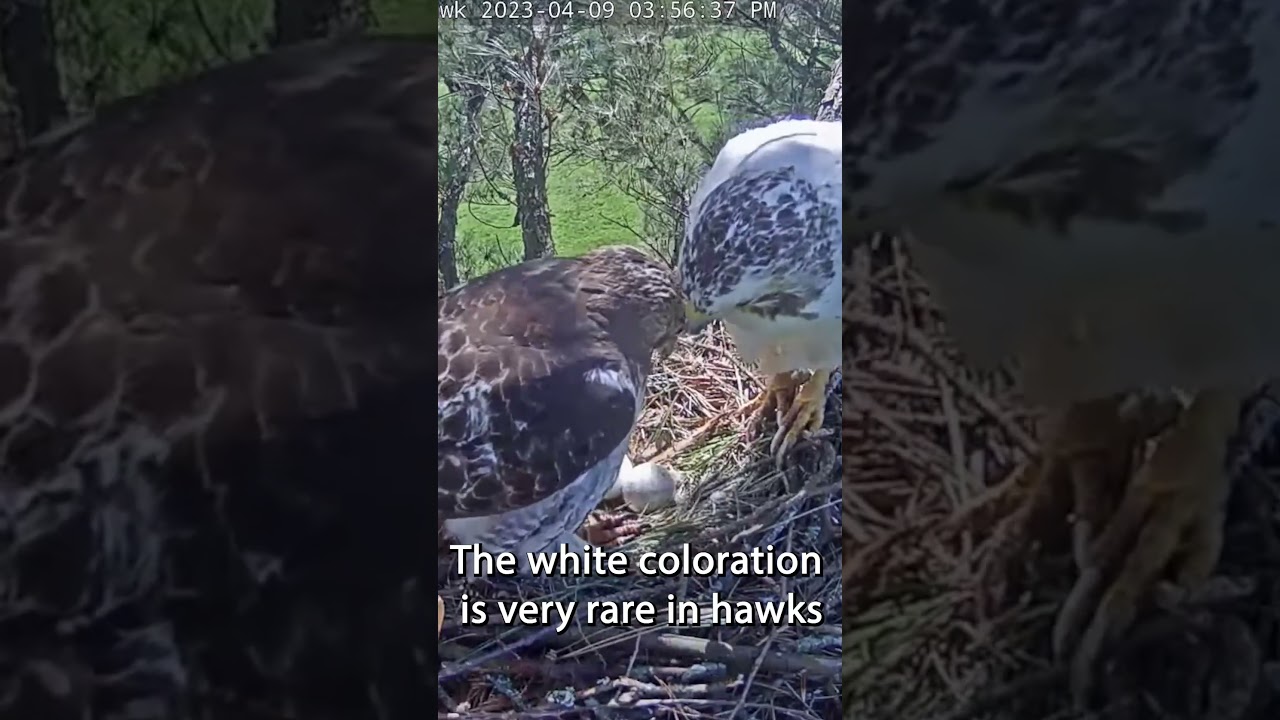 Angel the Leucistic Red-tailed Hawk￼. Live Nest Cam on this channel. 😊 #bird #hawk #leucistic