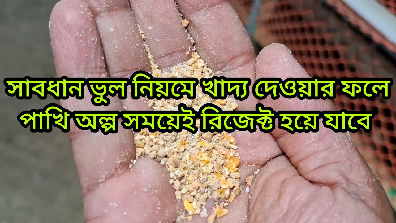 কোয়েল পাখিকে লেয়ার লেয়ার -১ খাদ্যটি কখন খাওয়াতে হবে সাবধান ভুল খাদ্য খাওয়ানোর ফলে পাখি রিজেক্ট হবে