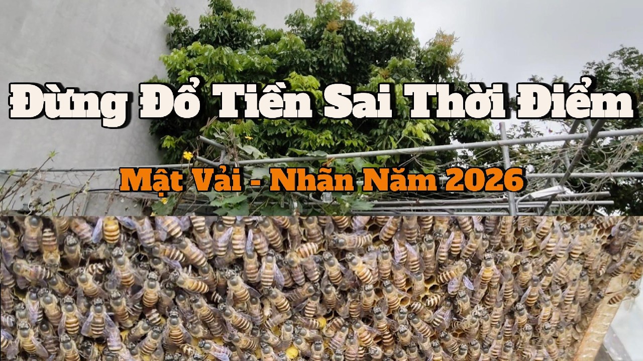 Mùa Mật 2026 : Sai Một Quyết Định, Mất Cẳ Vài Chục Triệu Đồng