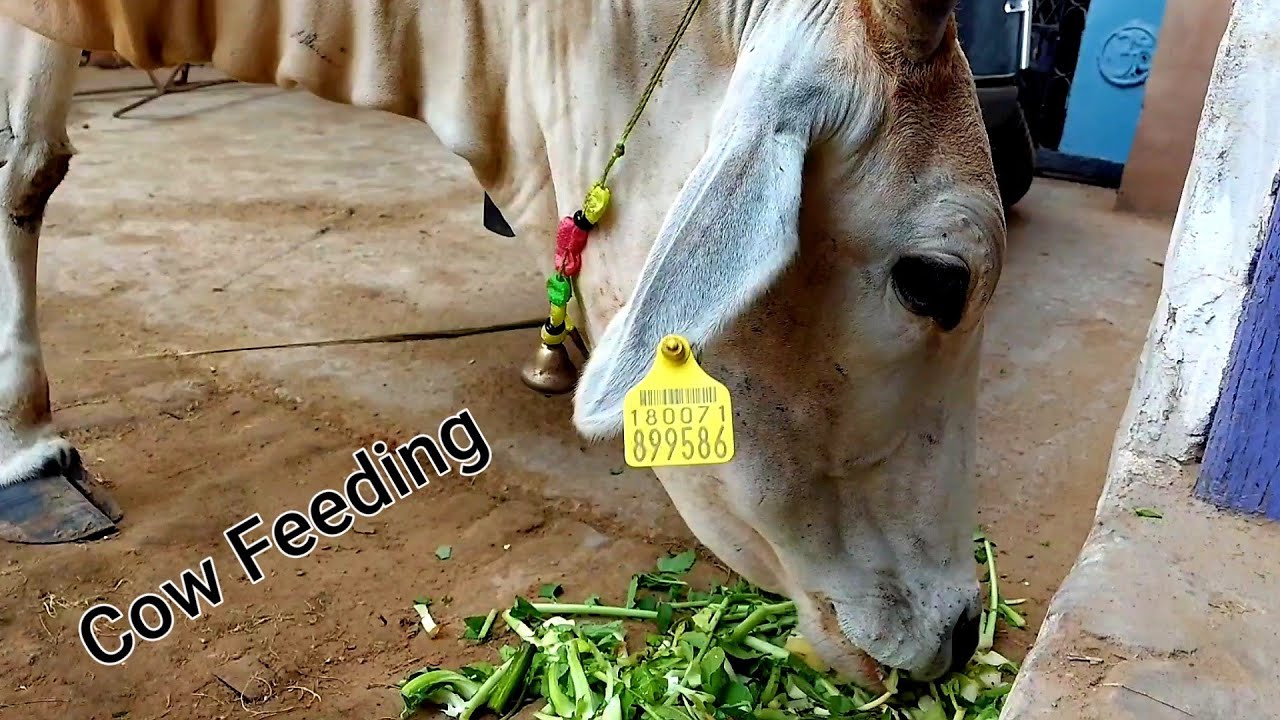 Street Cow Feeding