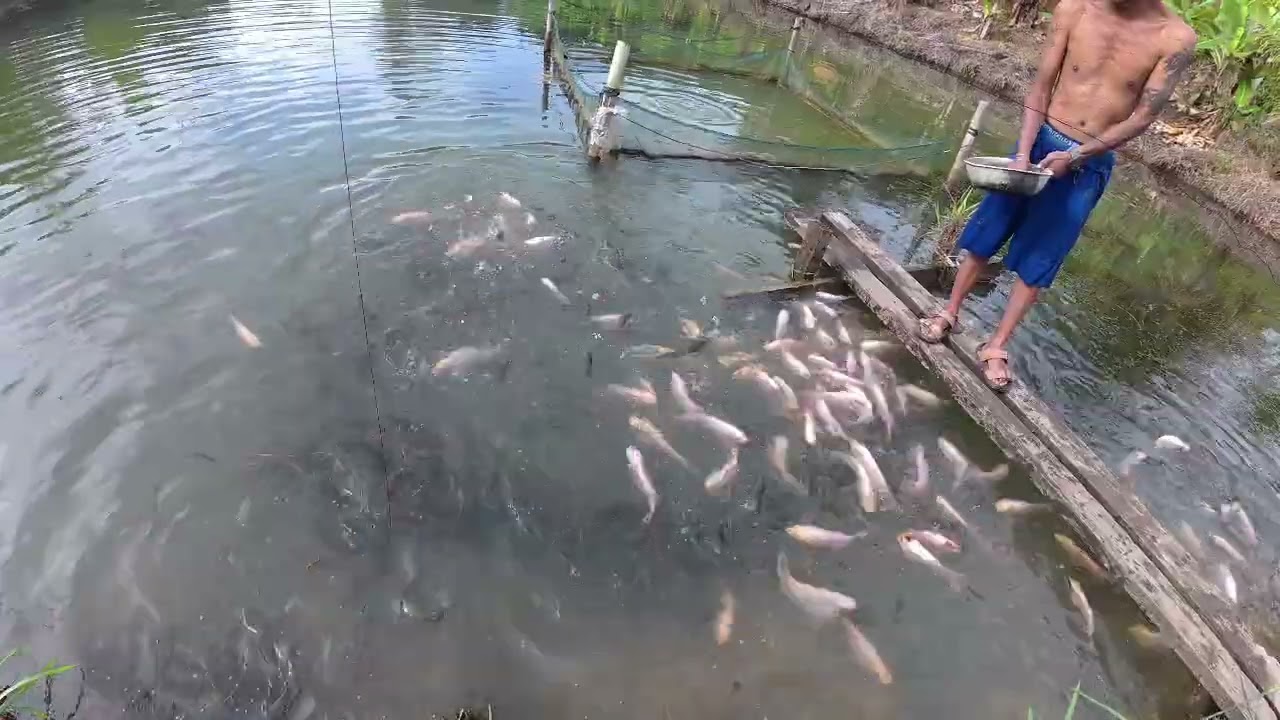 BAIKI PAIP ROSAK DI KEBUN #lifeisbutadream #kebun #youtube 