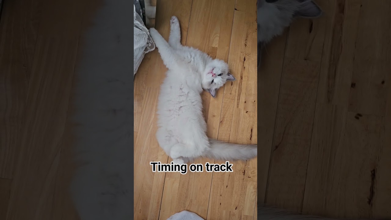 BRO TIMING #cat