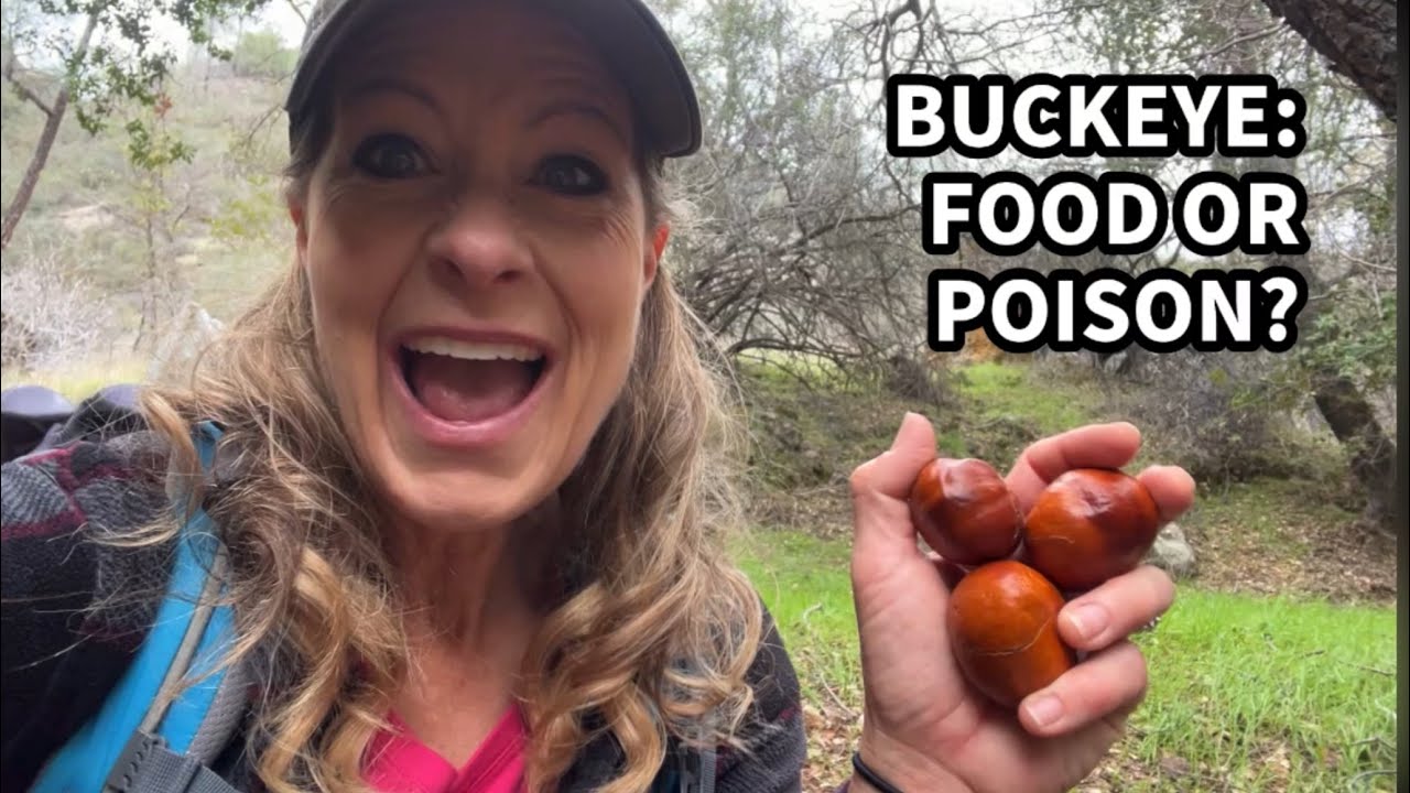 523 - Buckeye: Food or Poison? The Chemistry Behind the Seed