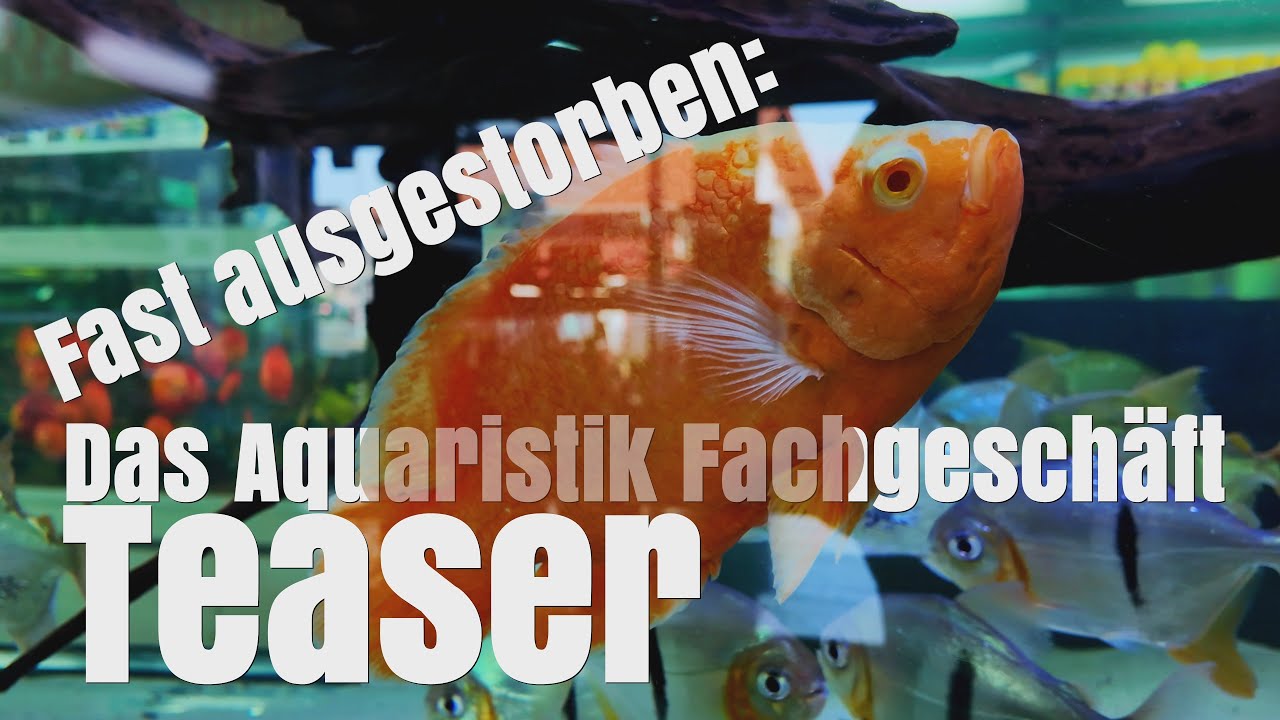 Aquarienfachgesch&auml;ft mit Tradition | 
