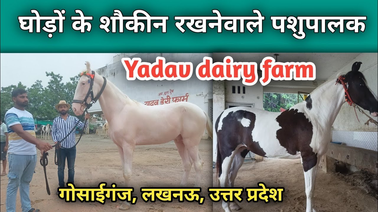 घोड़ों के शौकीन रखनेवाले पशुपालक Yadav dairy farm,Gosaiganj, lucknow, UP @pashudarshan2M 