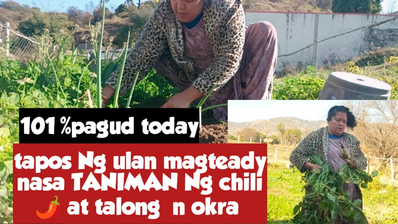 SUPER PAGUD FOR TODAYS VEDIO BUNGKALNTAPOS TANIMAN ULIT NG TALONG CHILI  OKRA N MORE VEGGIES..