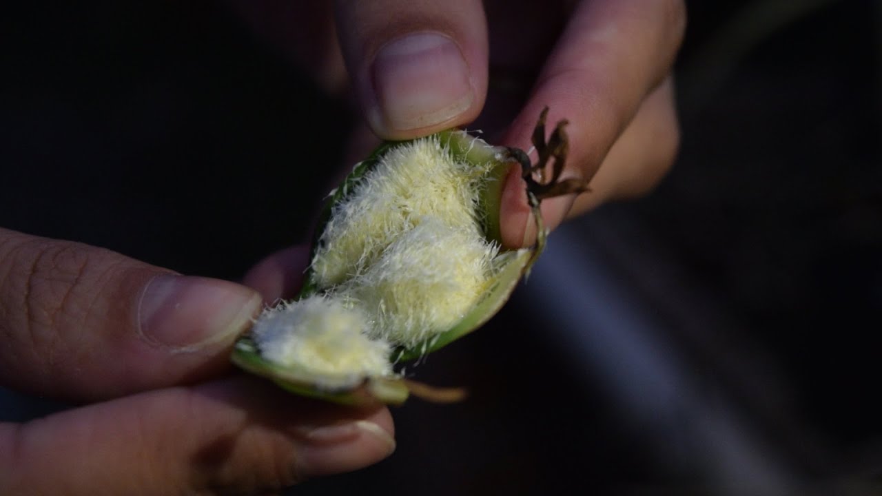 Como Semear Orquídeas - Tudo Sobre Sementes de Orquídeas