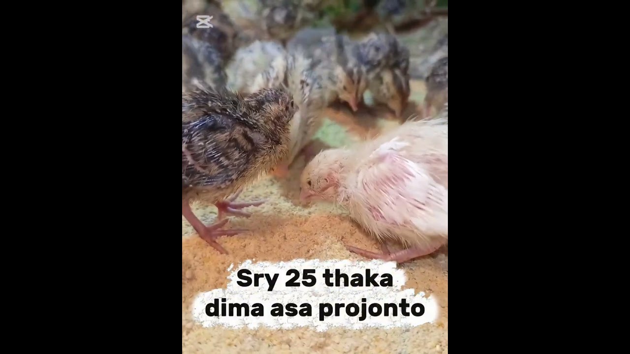 কোয়েল পাখি ডিম না পারার কারণ এবং এর সমাধান। 🦜