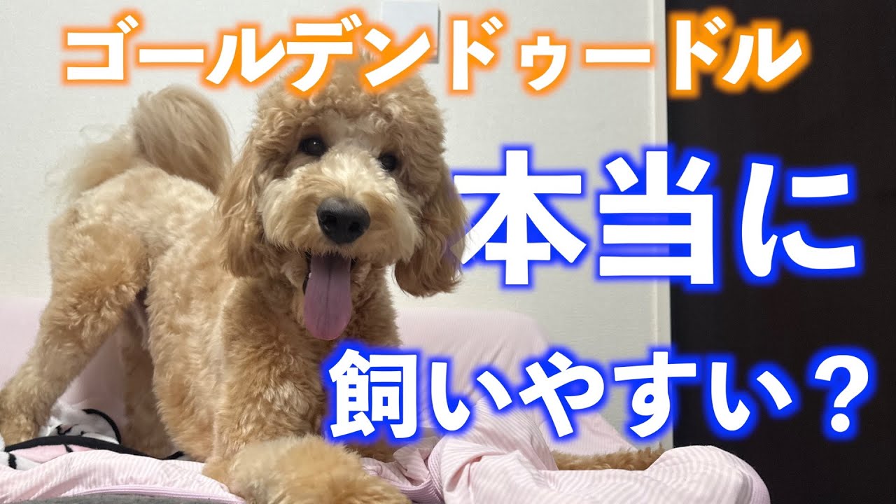 飼うか悩んでいる人必見！ゴールデンドゥードルって本当に飼いやすい？　#大型犬#大型犬との生活#ゴールデンレトリバー#スタンダードプードル#服従訓練#訓練犬＃家庭犬