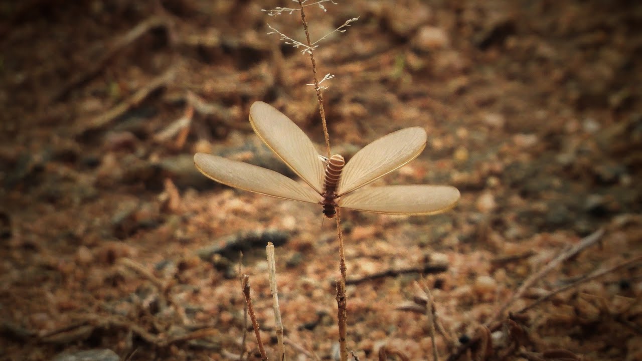 How Winged Termites Rush Out Of Their Home After Rain / 4K Footage / Joewin Daniel Raj