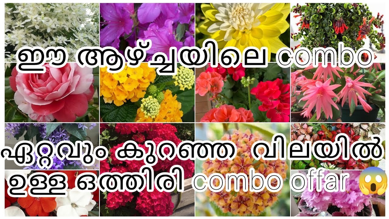 ഈ ആഴ്ച്ചയിലെ ഏറ്റവും കുറഞ്ഞ വിലയിൽ ഉള്ള combo offar ആരും മിസ്സ്‌ ചെയ്യല്ലേ 😱😱😱❤️❤️❤️🌿🌿🌿