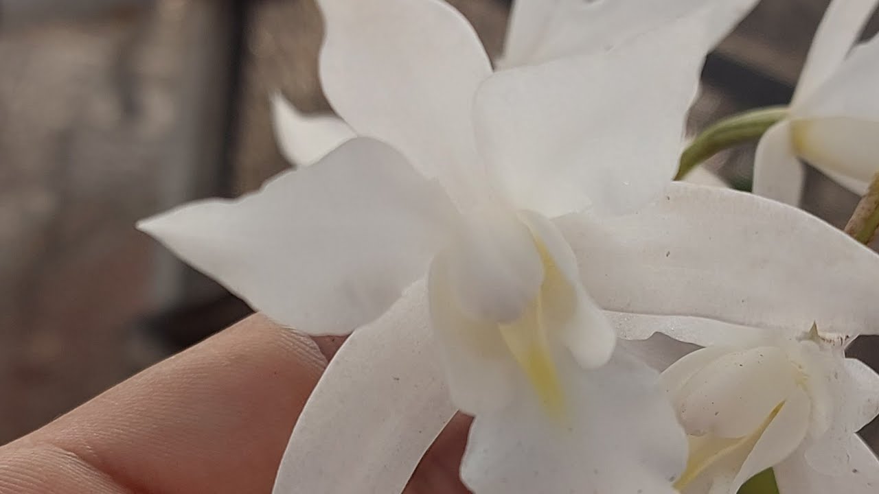 💎💎JOYITA DE LA COLECCIÓN💎💎  LAELIA AUTUMNALIS ALBA 😎😎