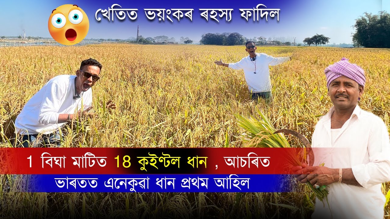 এনেকুৱা ধান খেতি অসমত কতো নাই হোৱা । আচৰিত লাভ এইজন গোপন খেতিয়কৰ | Nuziveedu NP 7061