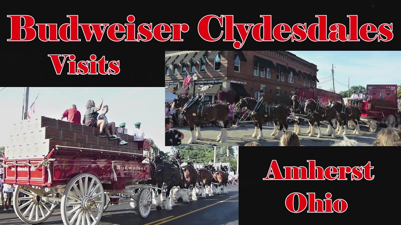 The Budweiser Beer Clydesdale Hitch Horses Visit Amherst Ohio