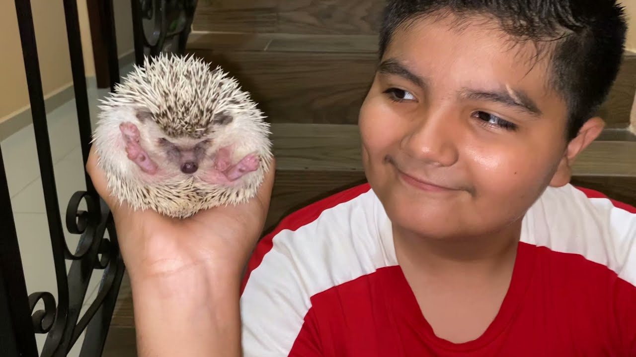 COMO AGARRAR UN ERIZO SIN QUE TE LASTIME🦔😜/Las Mascotas de Peluche.