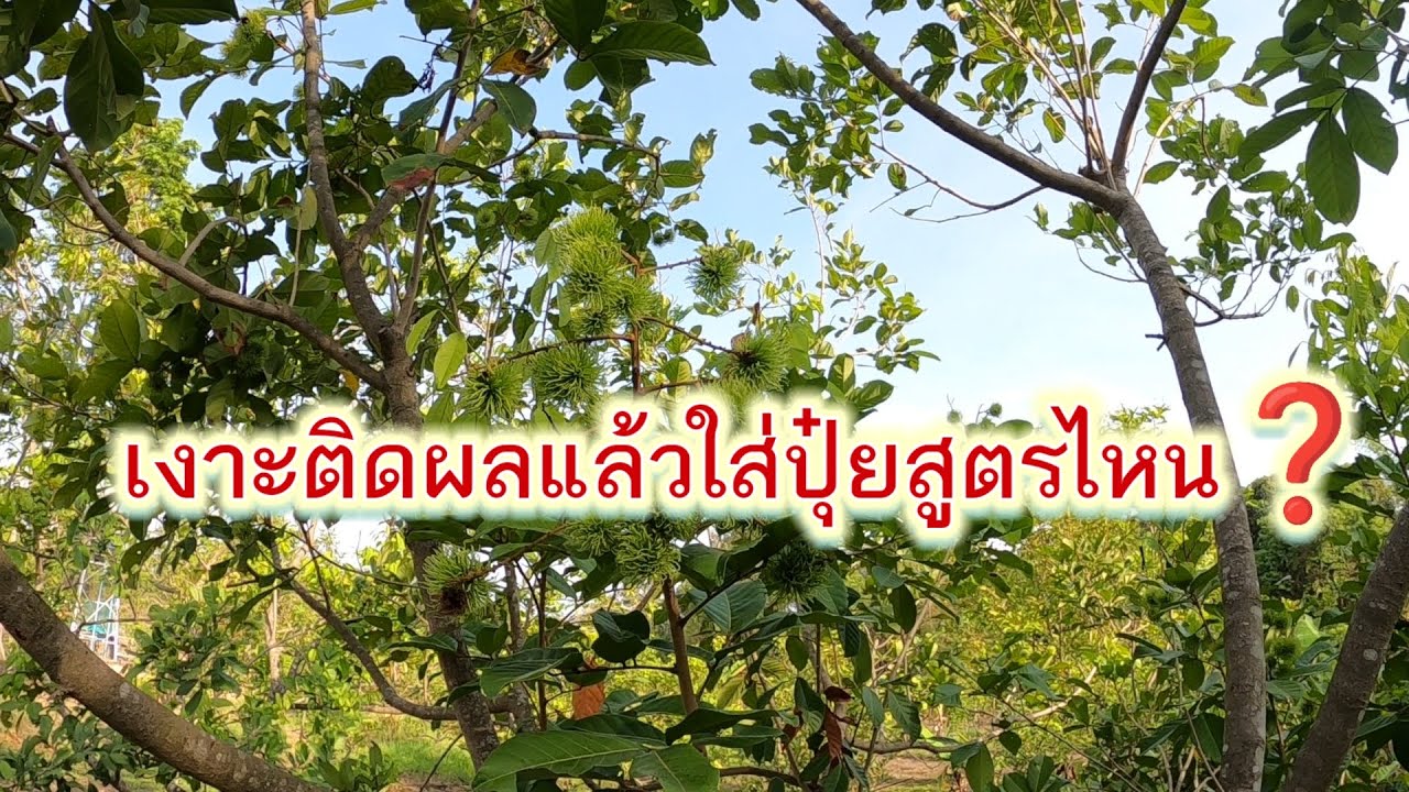 วันหยุดเข้าสวน ตัดหญ้ารอบโคนต้นเงาะ ช่วงเงาะติดผลใส่ปุ๋ยสูตรไหนดี❓🌳🍀