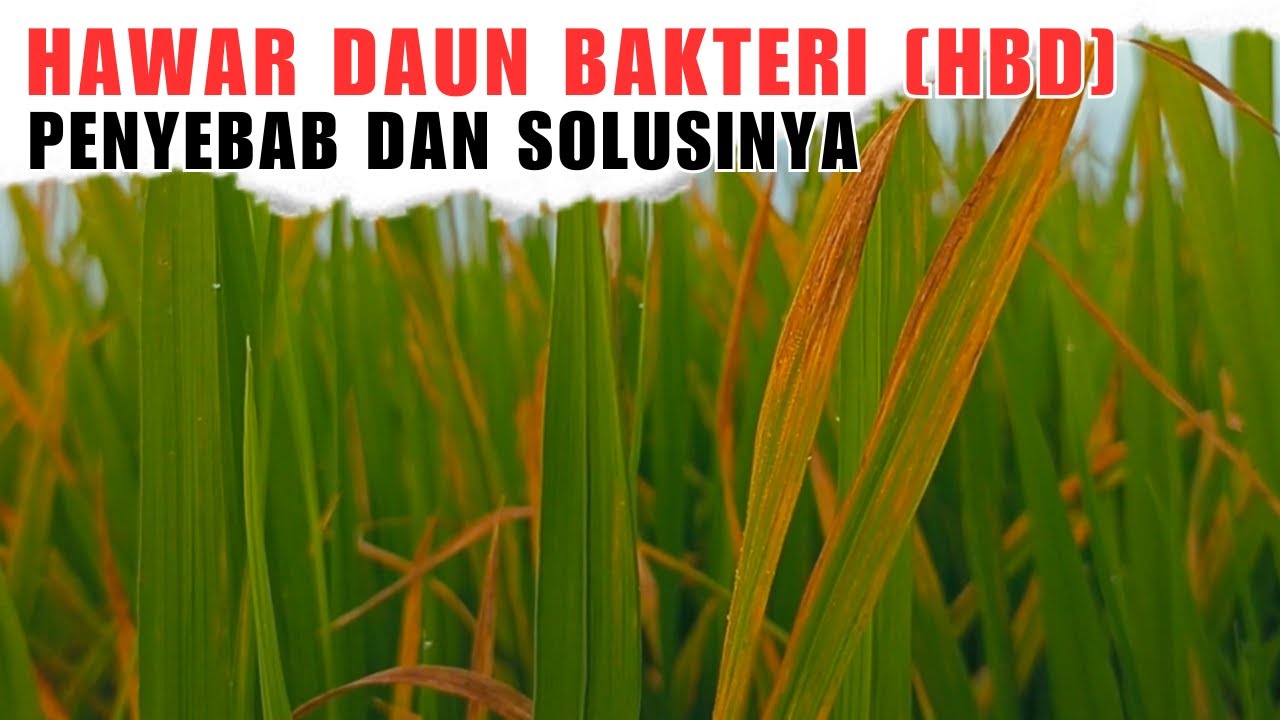 Ini Solusinya! Daun Padi Menguning Akibat Infeksi Bakteri atau Hawar Daun Bakteri (HBD)