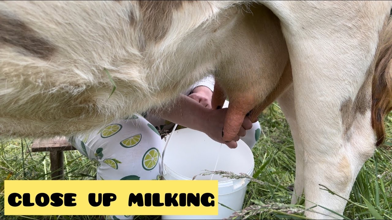 the cow did not want to be MILKED, but gave a lot of milk