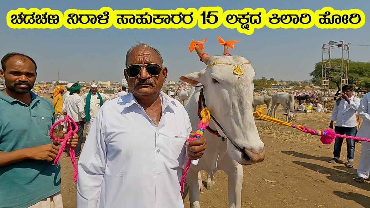 Khillari bulls of famous breeder Nirale sahukar, Chadachan