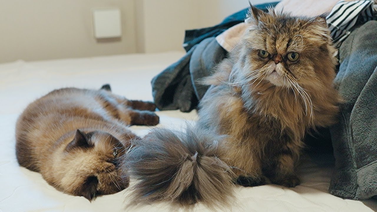 緊張感のある添い寝をする猫