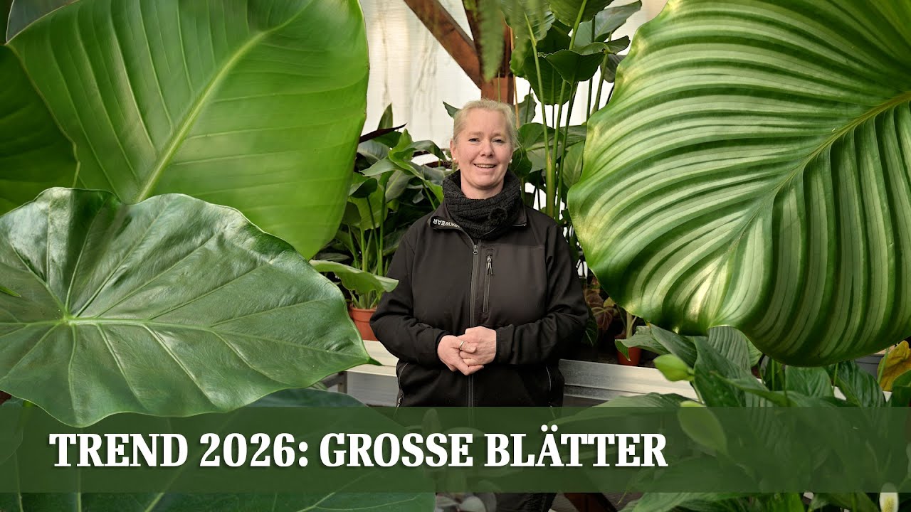 Groß, exotisch, beeindruckend – die Must-have Zimmerpflanzen 2026