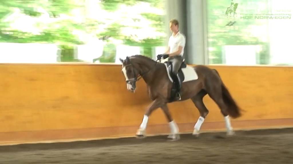5-jährige Stute von Hengst Rotspon
