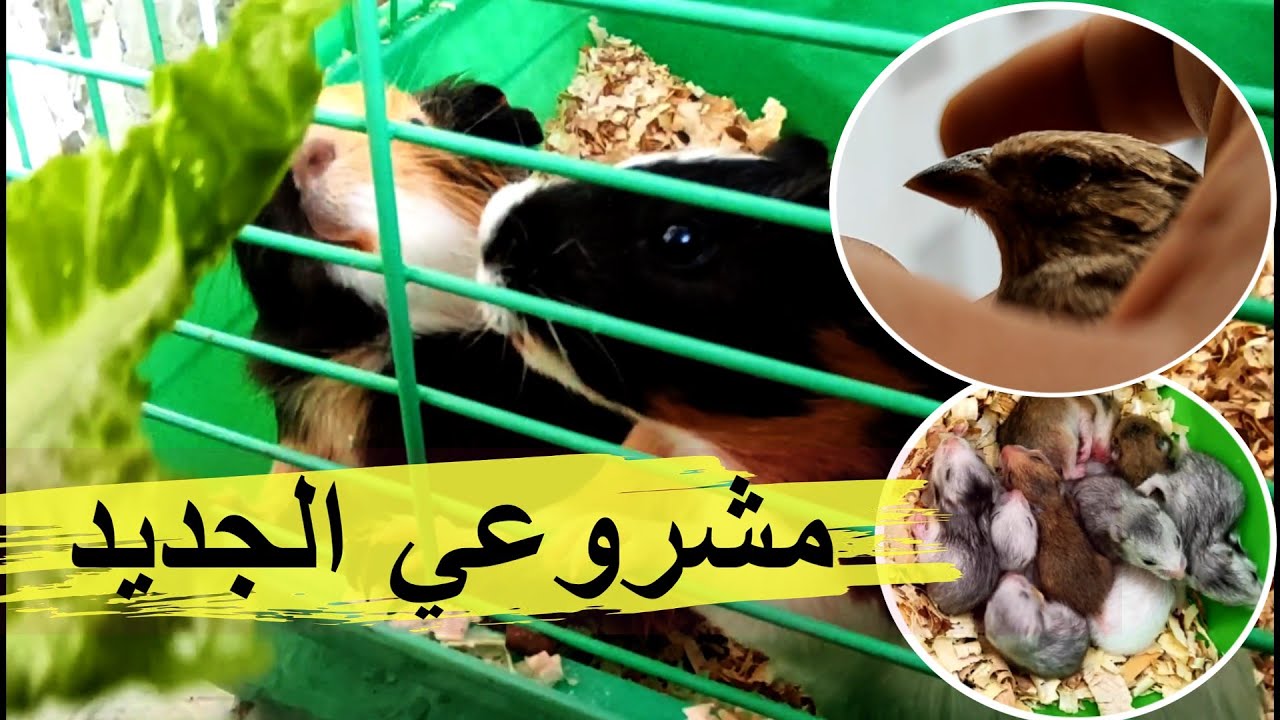 أصبحت عندي أكتر من 50 هامستر | بدأت في مشروعي الجديد