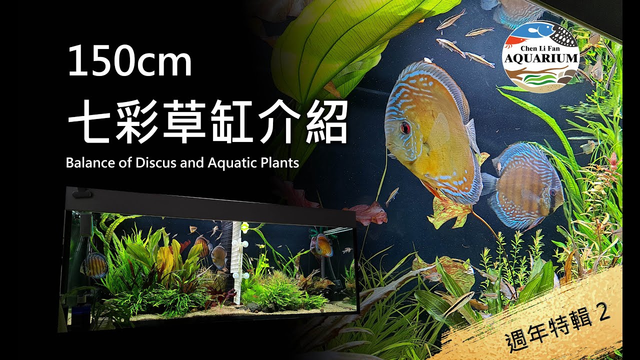 【聊水族】150cm七彩神仙水草缸介紹-週年特輯2