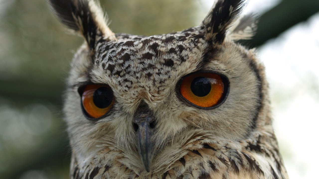 Owls and the answer to loneliness