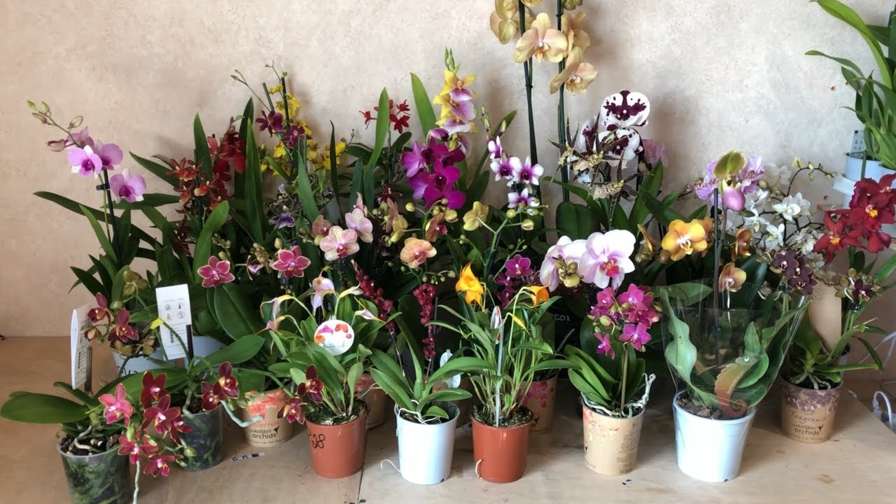 🌸Продажа орхидей от 10.06.2020 Серия Little kolibri, Лас Вегас, Пиноккио, мини орхидеи, Масдевалия